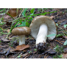 Мицелий Сыроежки родственной (Russula consobrina)